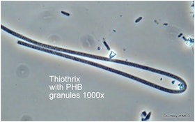 Bug of the Month: Thiothrix Is Commonly Responsible for Bulking Episodes